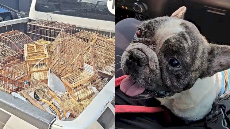 Brasil Intensifica Combate ao Tráfico de Animais Silvestres e Maus-Tratos: Operações e Investigações em Destaque