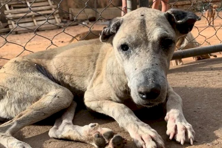 Brasil Intensifica Combate ao Tráfico de Animais Silvestres e Maus-Tratos: Operações e Investigações em Destaque