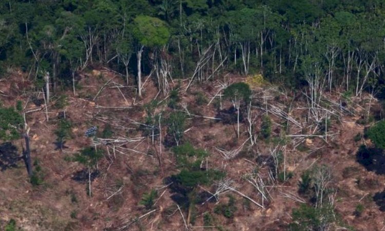 Brasil Perde Milhões de Hectares de Vegetação Nativa: O Impacto na Biodiversidade e no Clima!